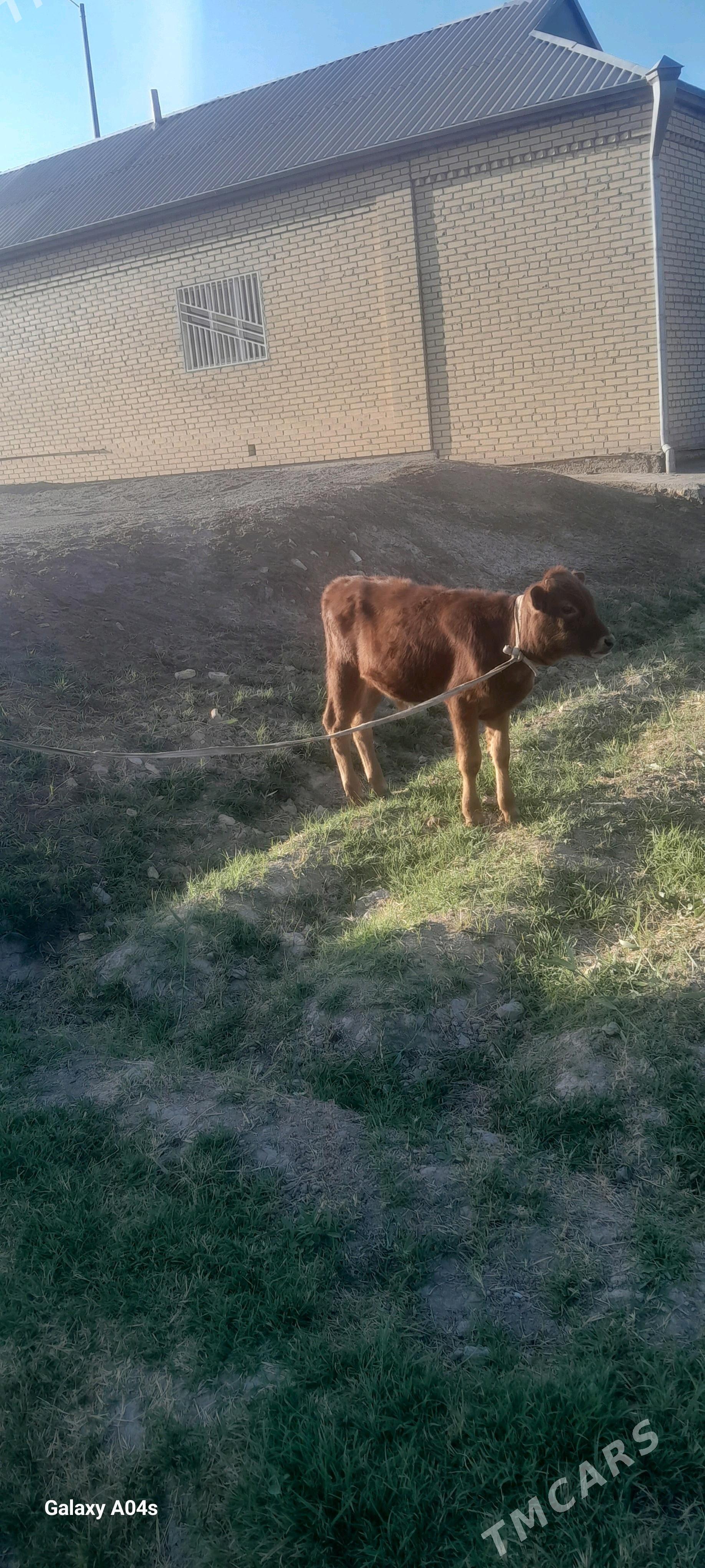 öküzçe - Векильбазар - img 1