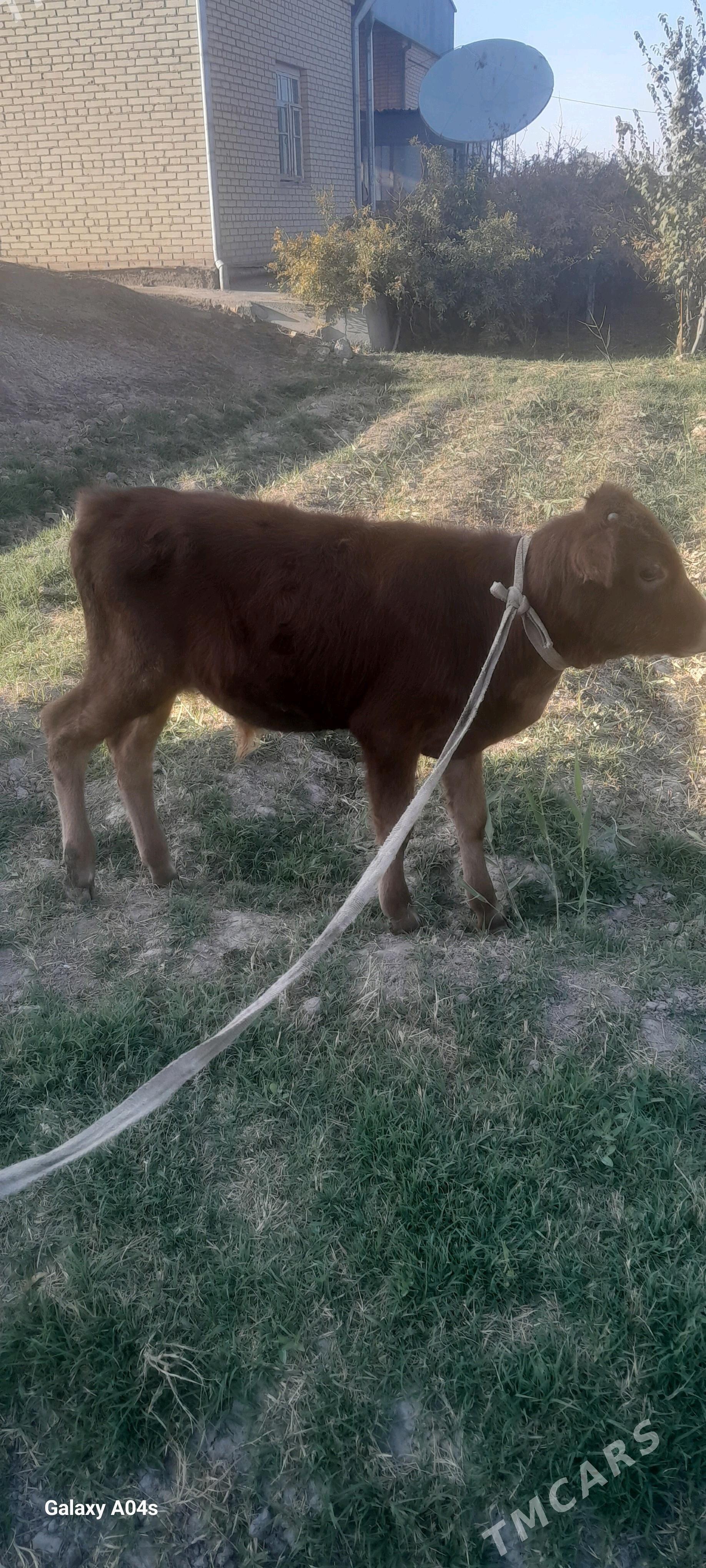 öküzçe - Векильбазар - img 3