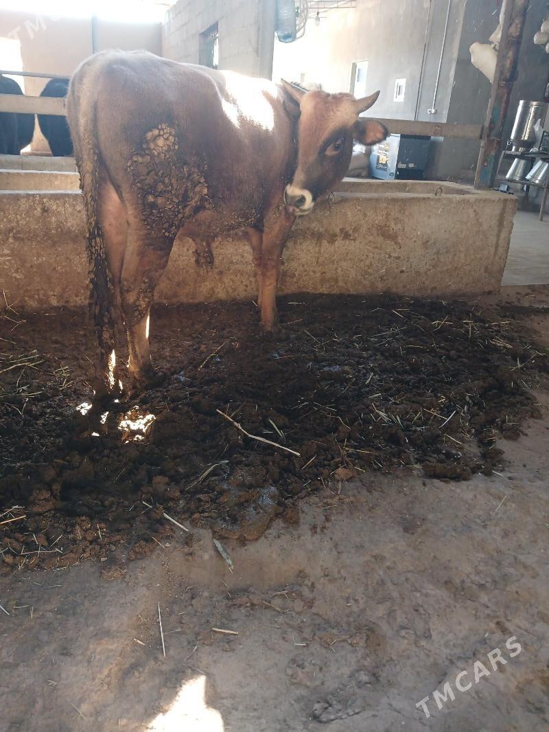 okuz - Яшлык - img 3