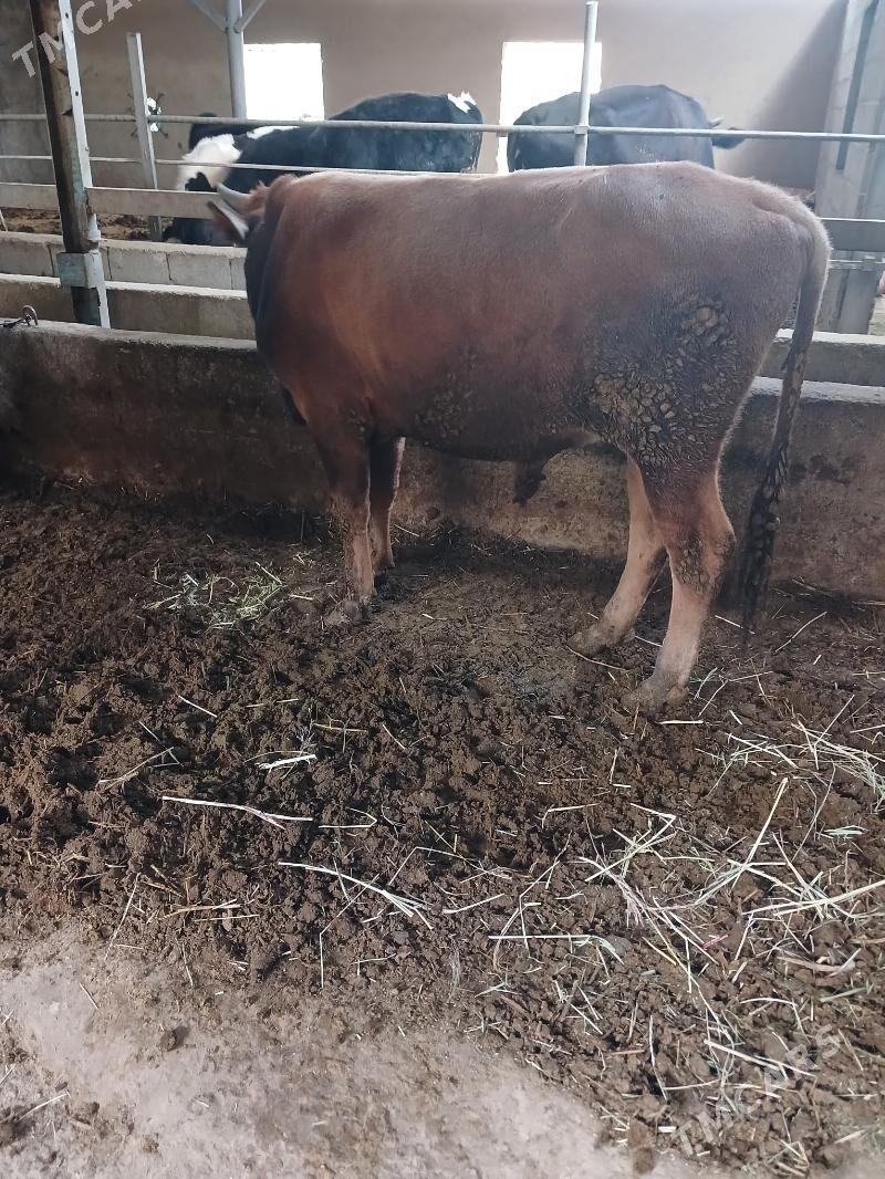 okuz - Яшлык - img 2