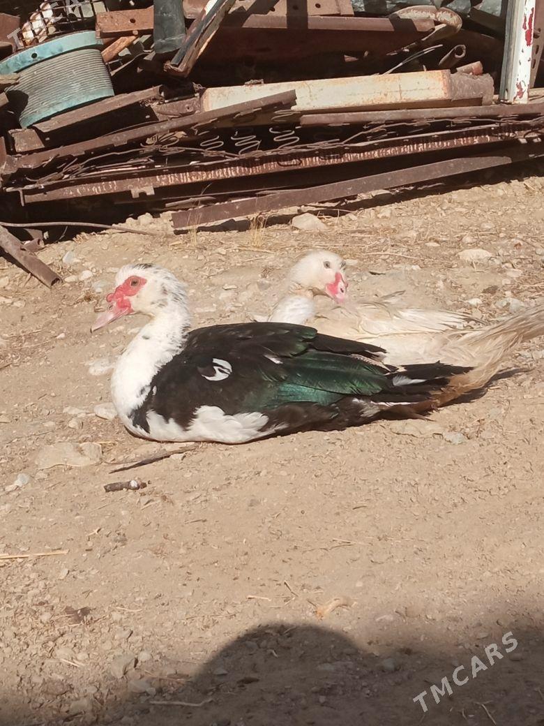 juyje - Балканабат - img 3