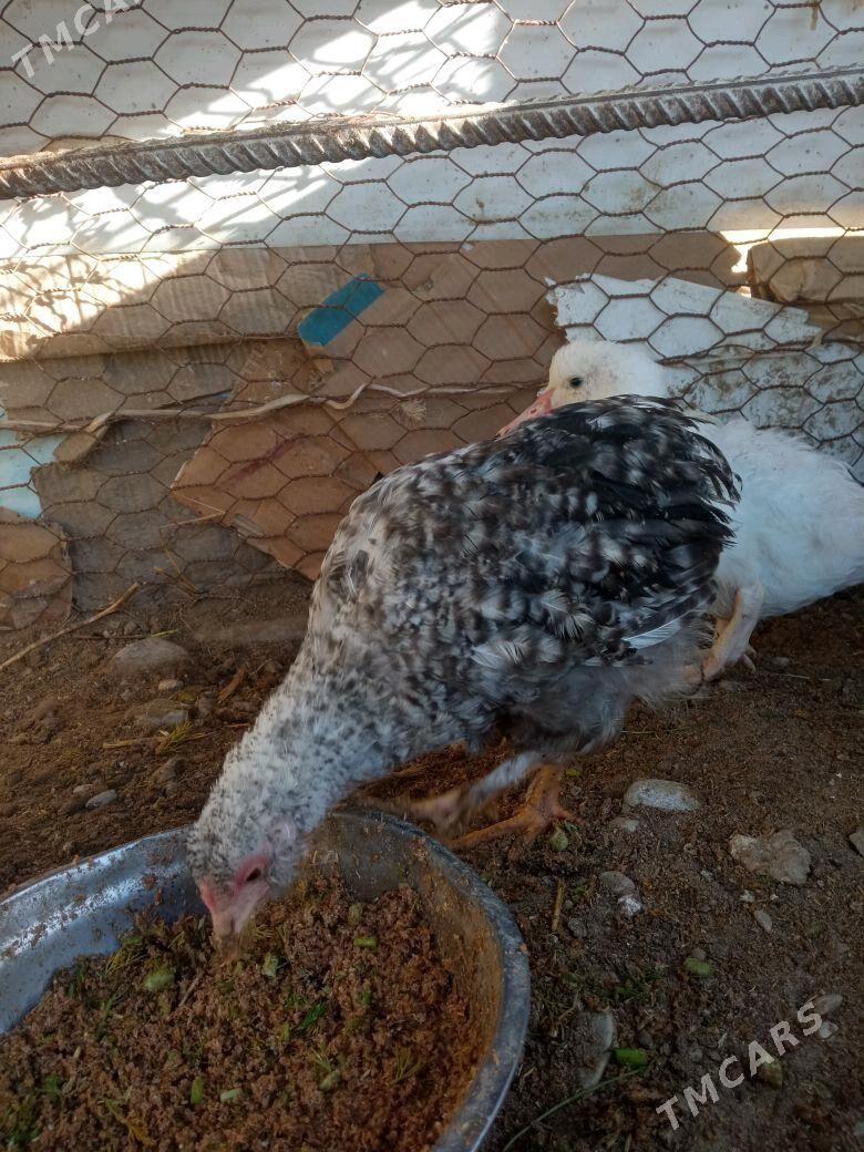 juyje - Балканабат - img 4