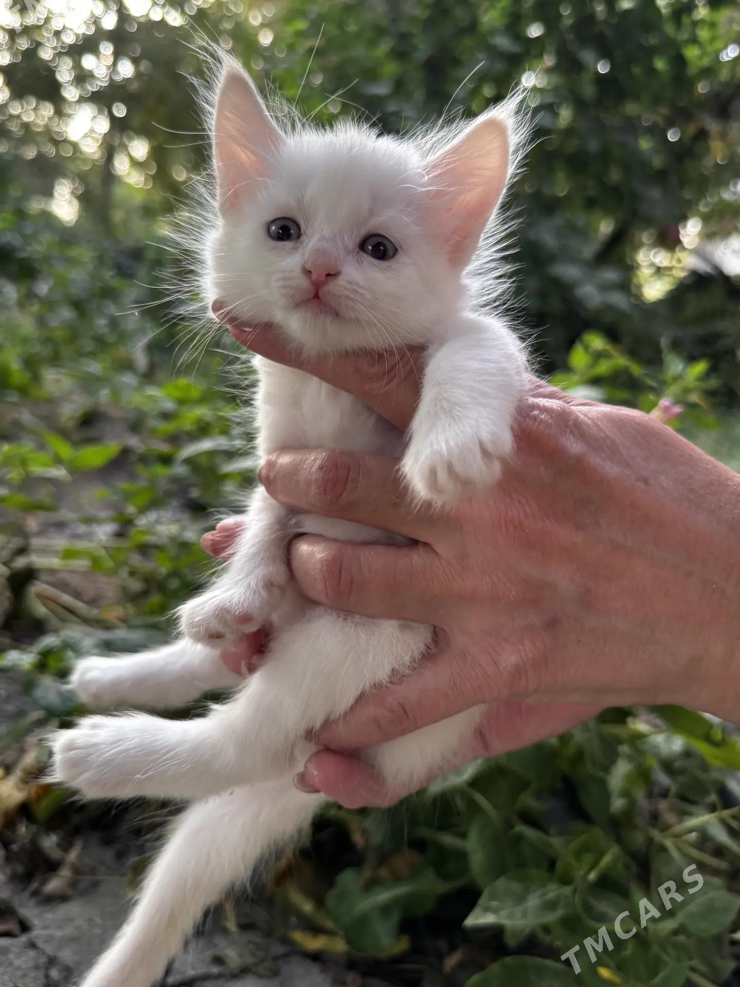 котята в добрые руки - Ашхабад - img 1