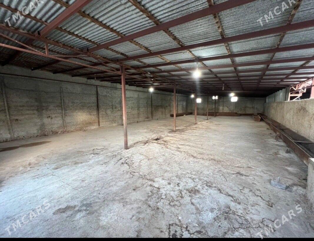 ferme we jay - Gyzylarbat - img 2