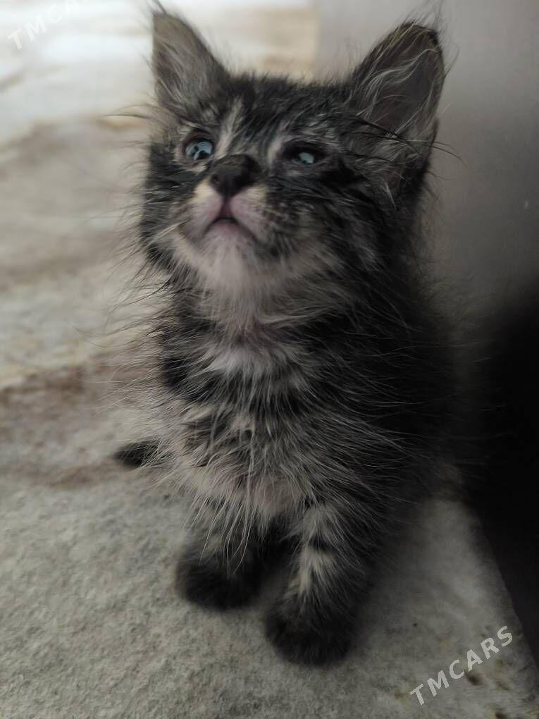 в добрые руки - Ашхабад - img 1