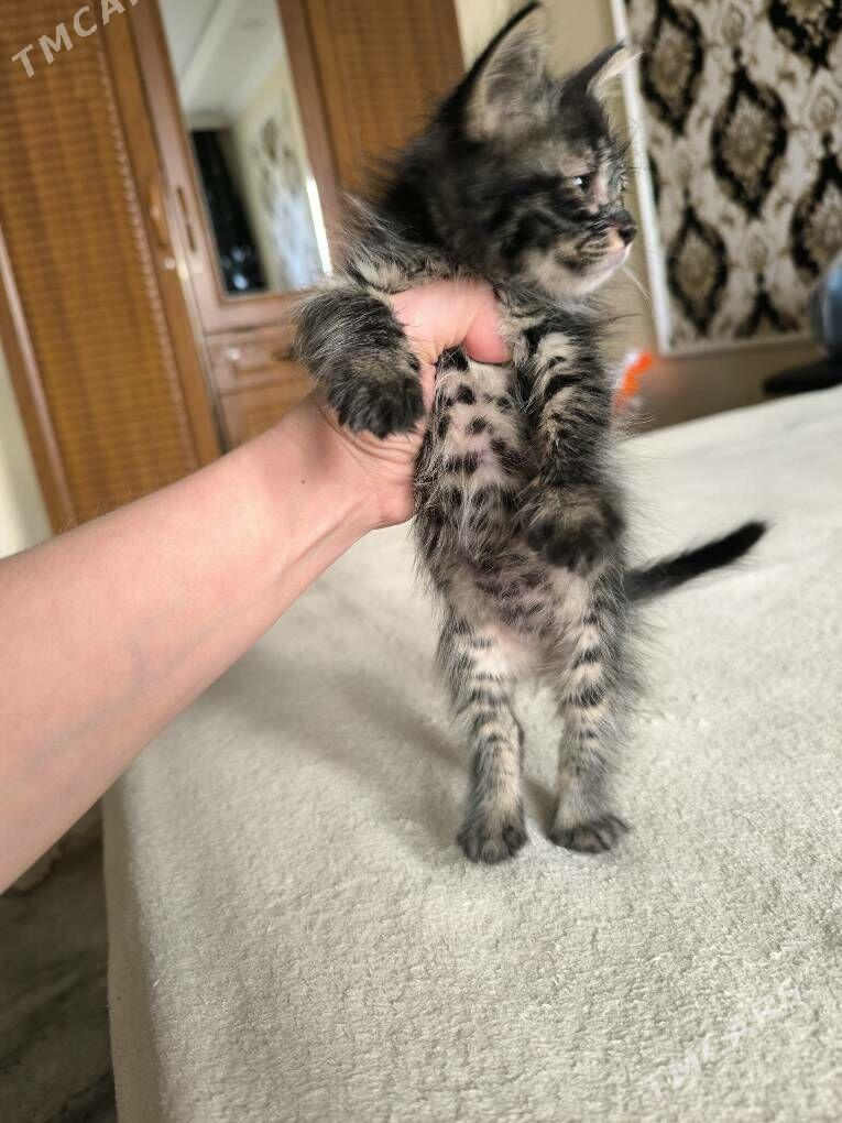 в добрые руки - Ашхабад - img 2