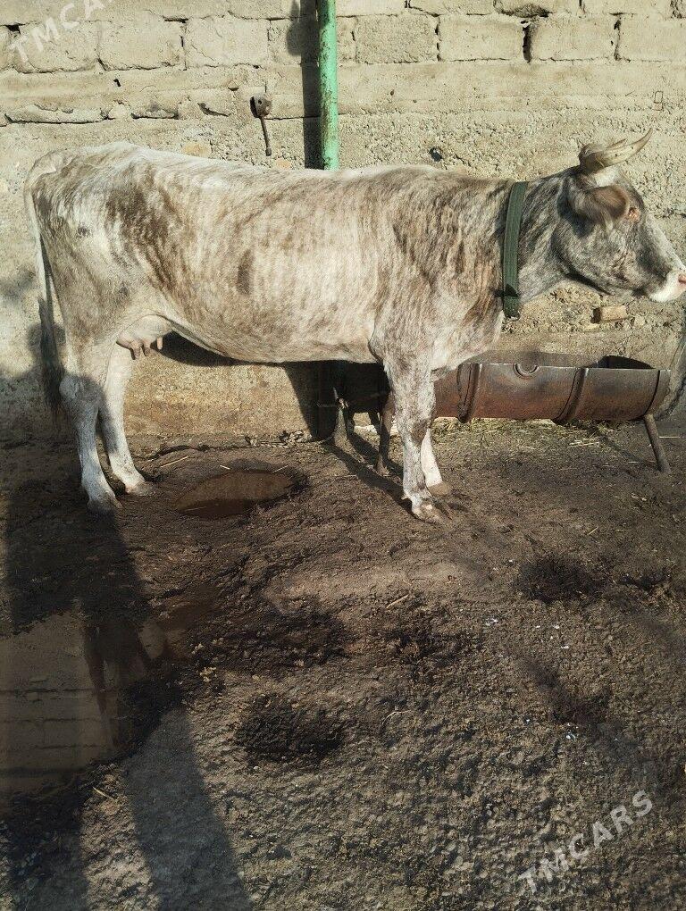 sygyr göleli - Гарадамак Шор - img 3