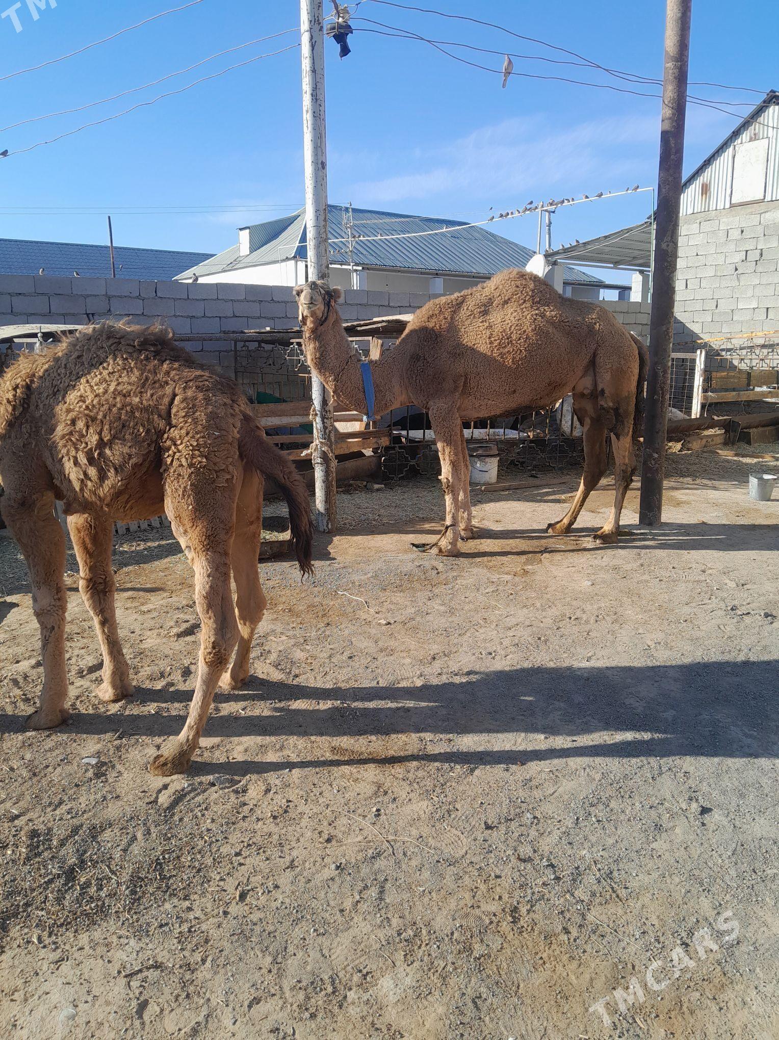 kosoklu duyo - Änew - img 3