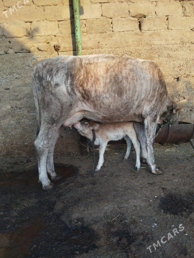 sygyr göleli - Гарадамак Шор - img 2