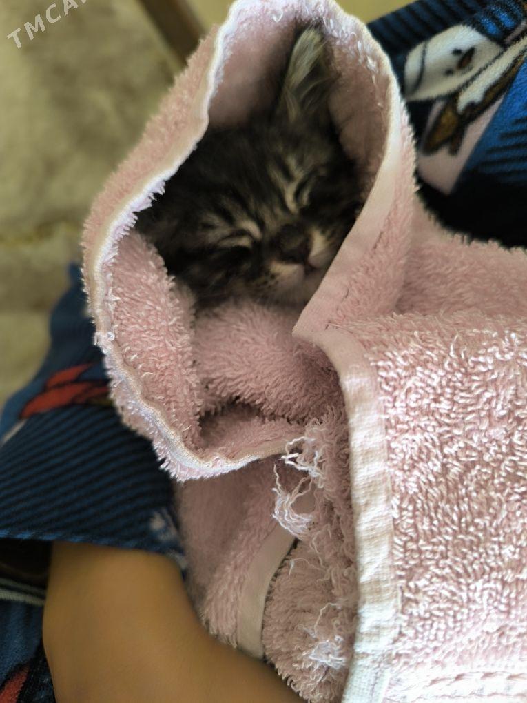 в добрые руки - Ашхабад - img 4