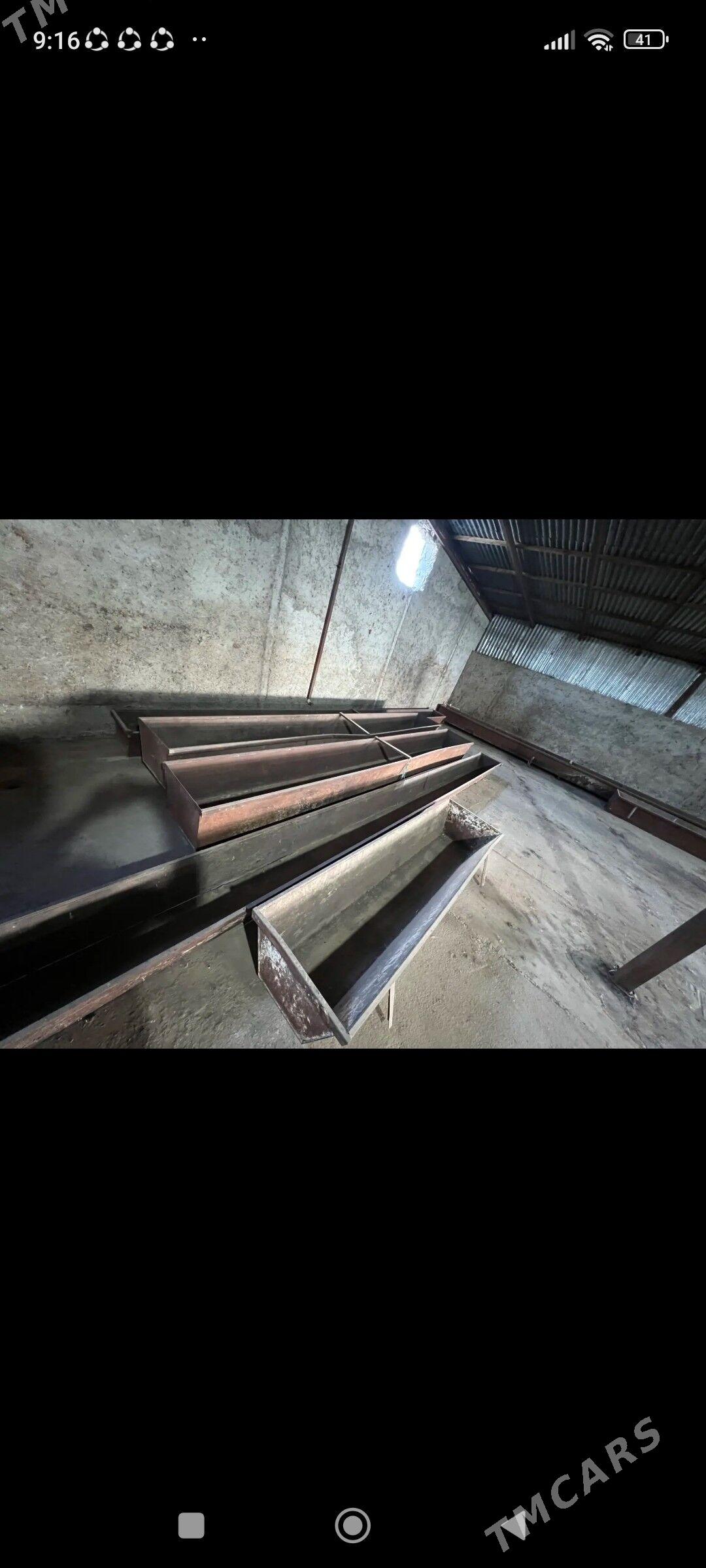 ferme we jay - Gyzylarbat - img 6