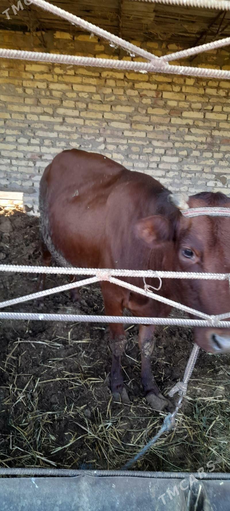 sygyr gojekli - Туркменабат - img 1