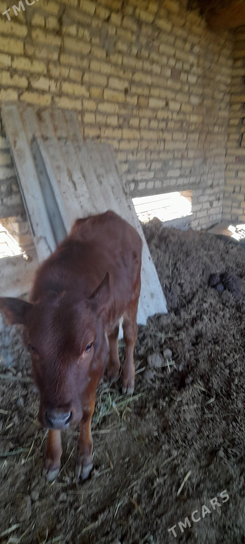 sygyr gojekli - Туркменабат - img 3