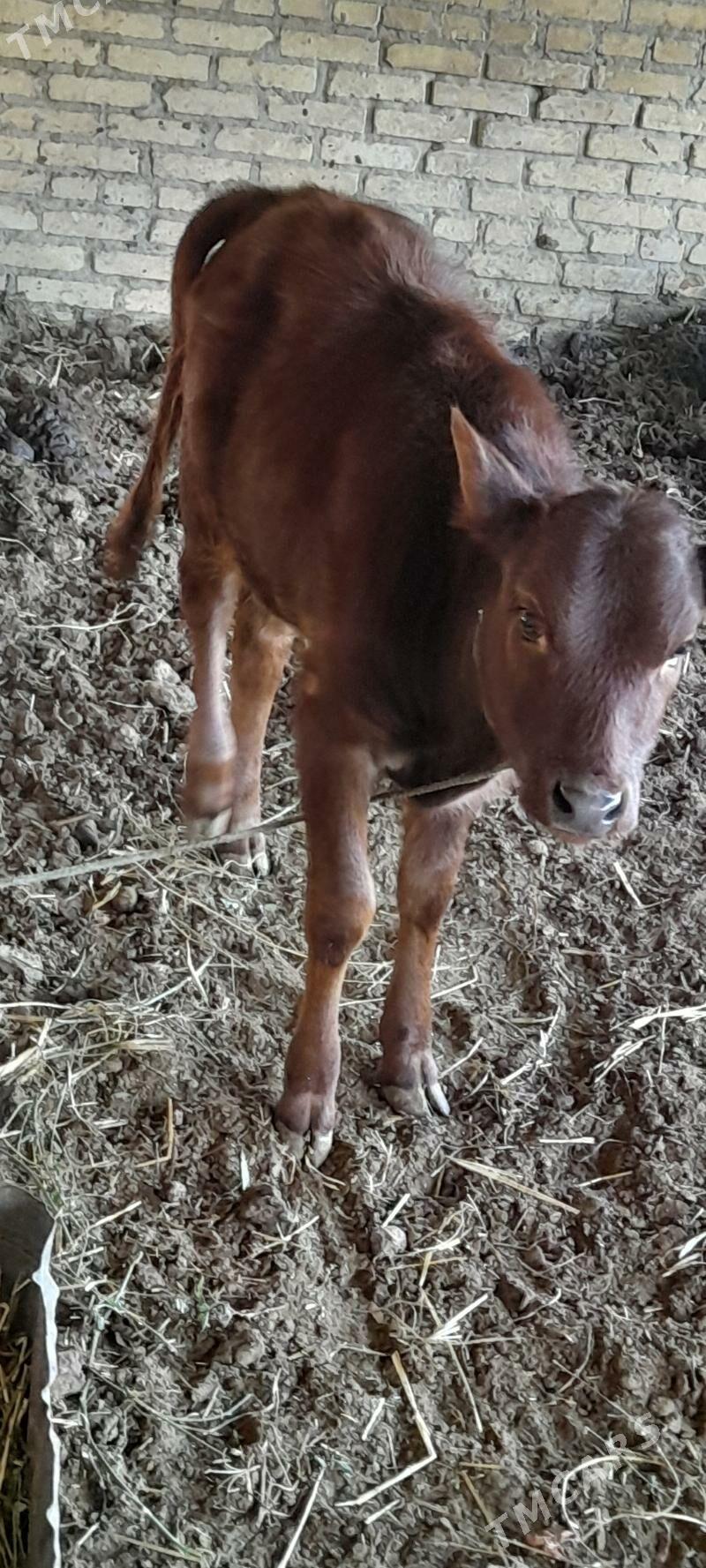 sygyr gojekli - Туркменабат - img 2