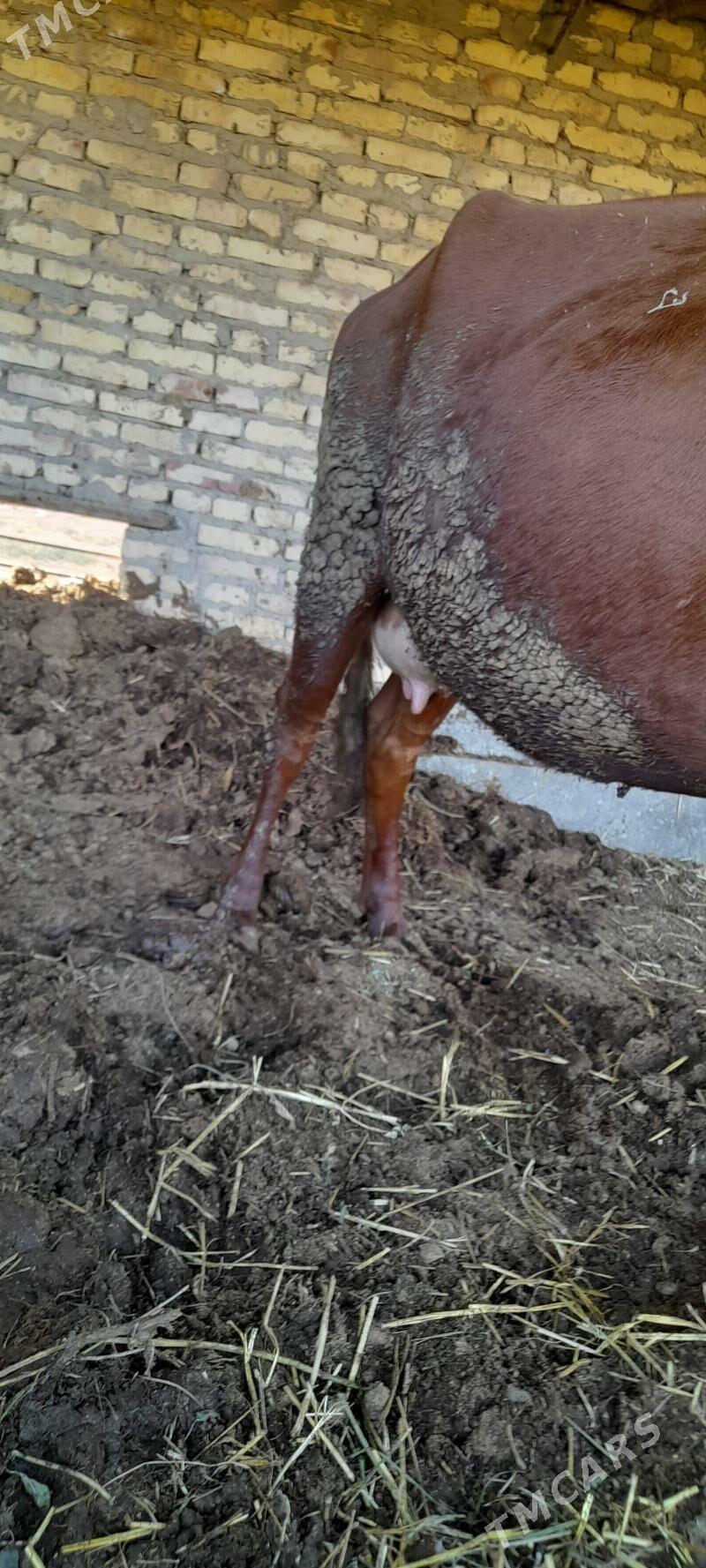 sygyr gojekli - Туркменабат - img 4