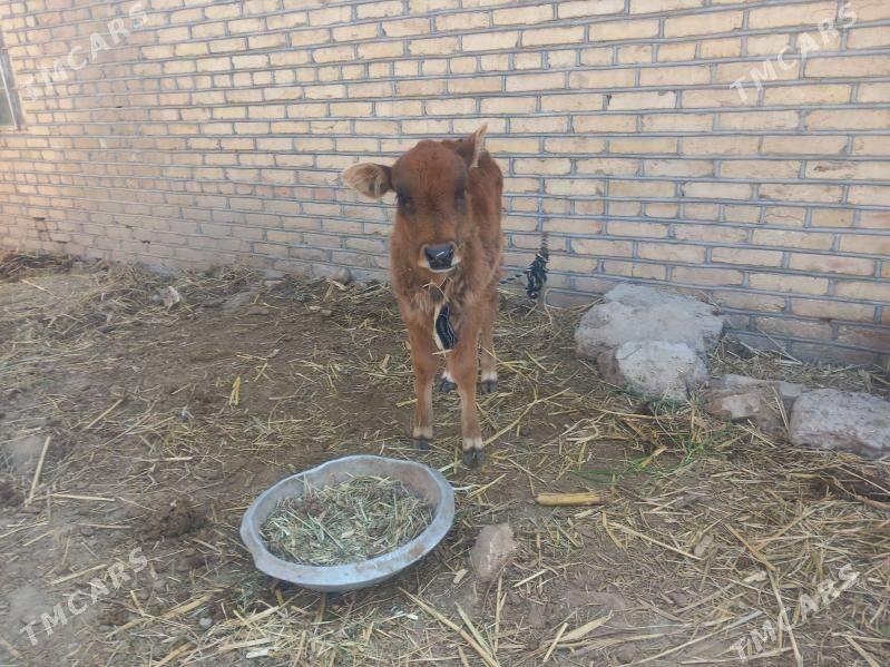 gulajyn.goleli sygyr. - Мары - img 3