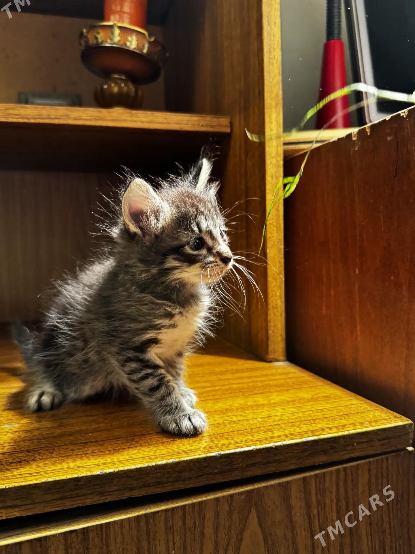 котята в добрые руки - Ашхабад - img 2