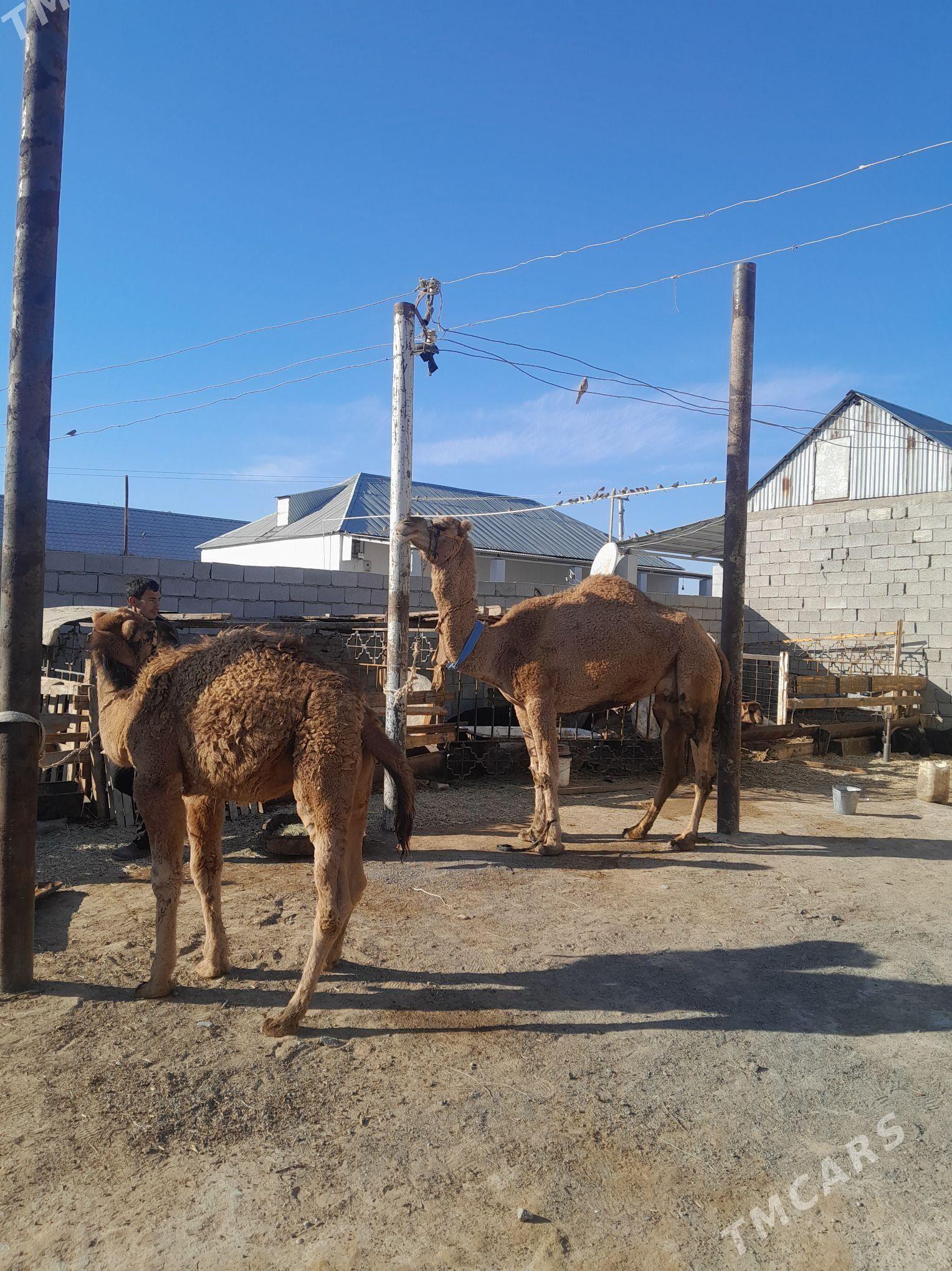 kosoklu duyo - Änew - img 4