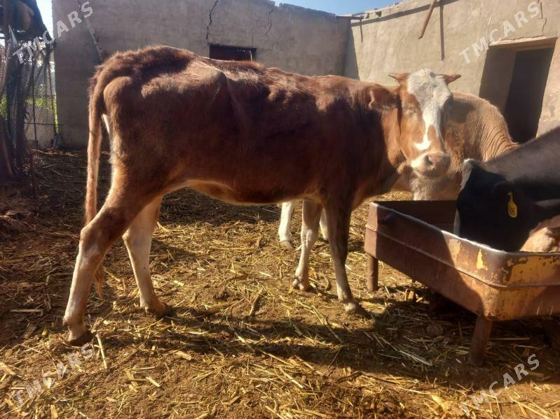 gulajyn.goleli sygyr. - Мары - img 8