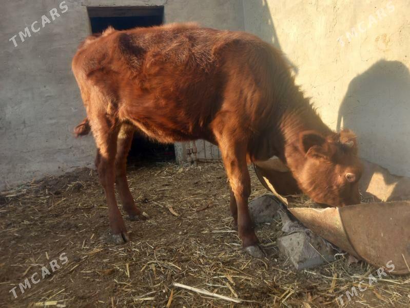 gulajyn.goleli sygyr. - Мары - img 6