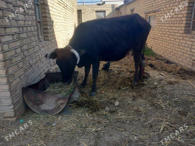 gulajyn.goleli sygyr. - Мары - img 2