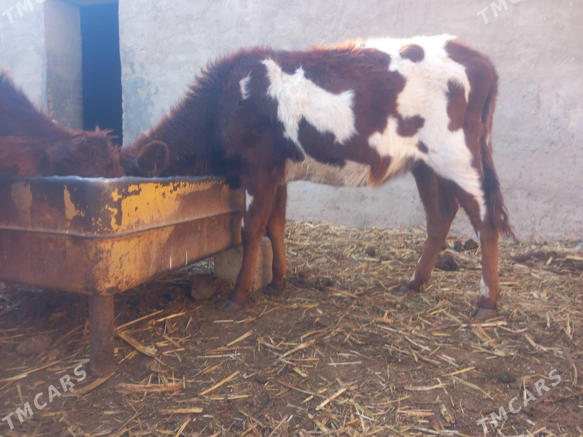 gulajyn.goleli sygyr. - Мары - img 5