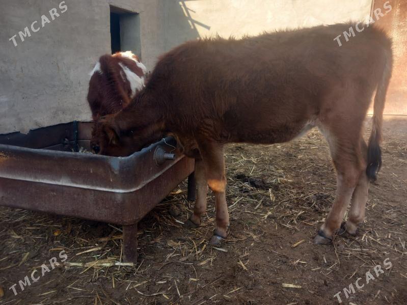 gulajyn.goleli sygyr. - Мары - img 4