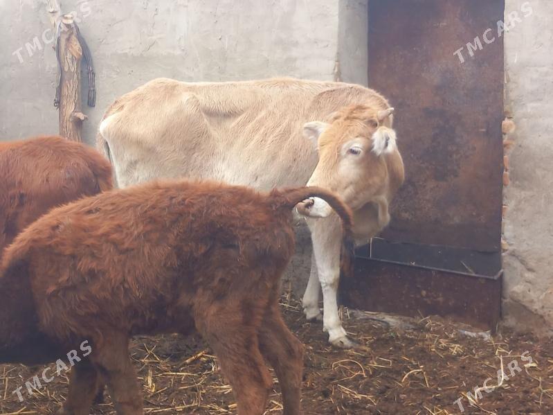 gulajyn.goleli sygyr. - Мары - img 9