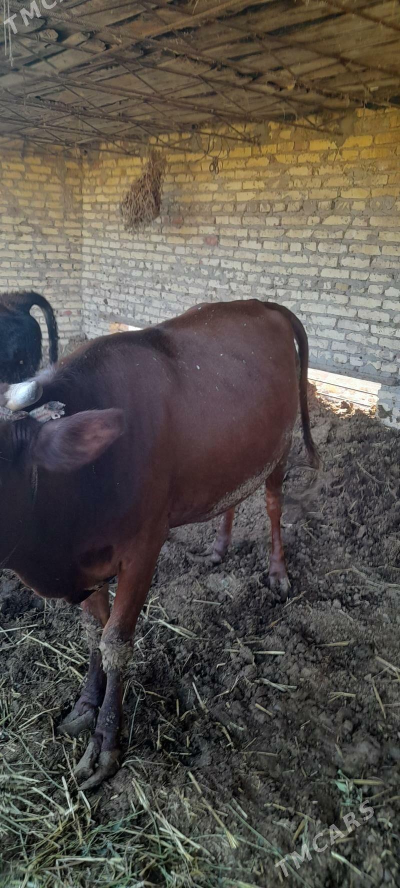 sygyr gojekli - Туркменабат - img 6