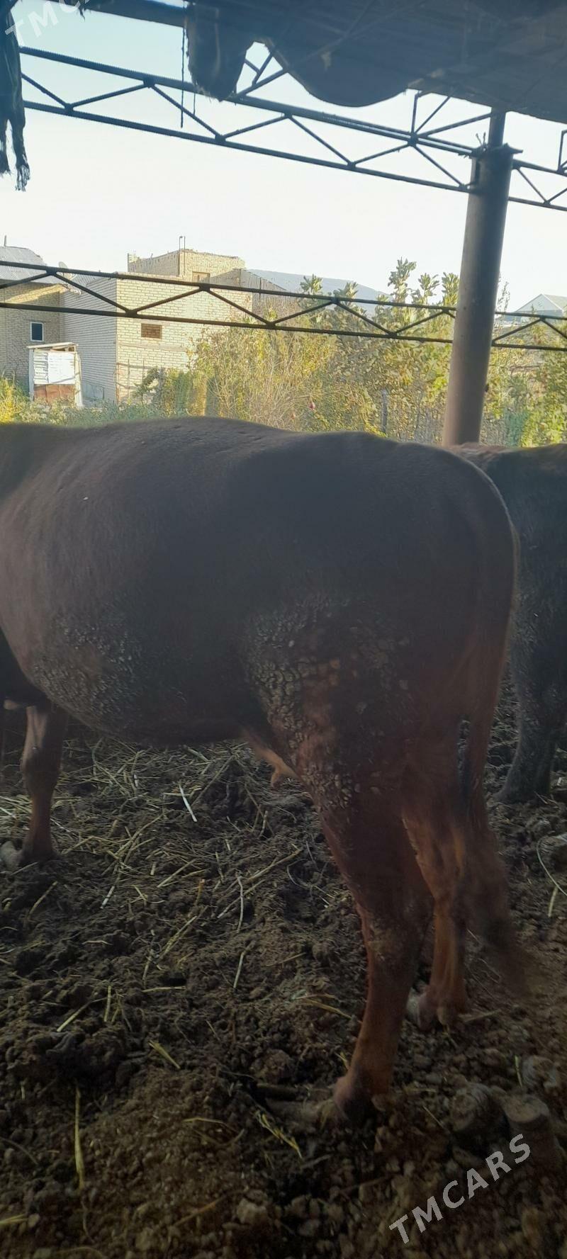 sygyr gojekli - Туркменабат - img 5