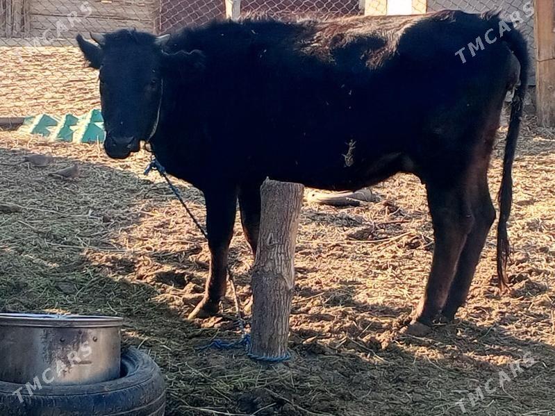 goleli sygyr - Änew - img 1