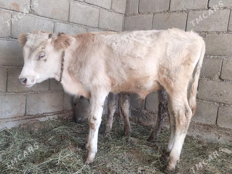 okuz - Гёкдепе - img 3