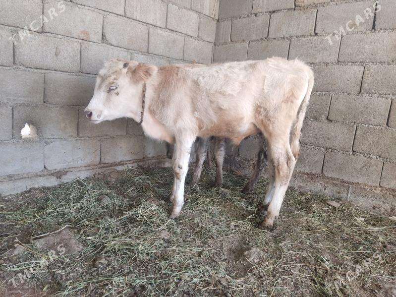 okuz - Гёкдепе - img 1