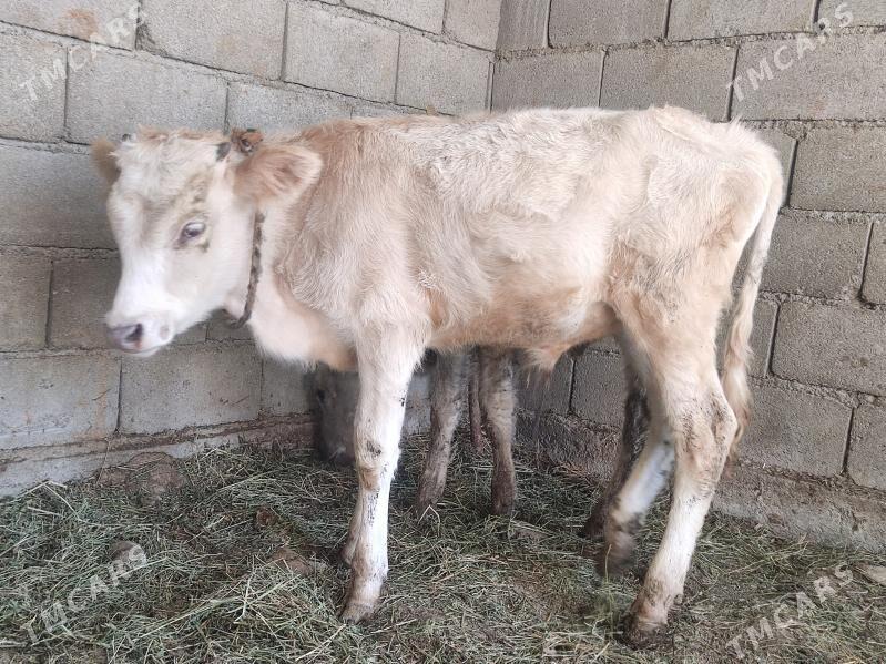 okuz - Гёкдепе - img 2