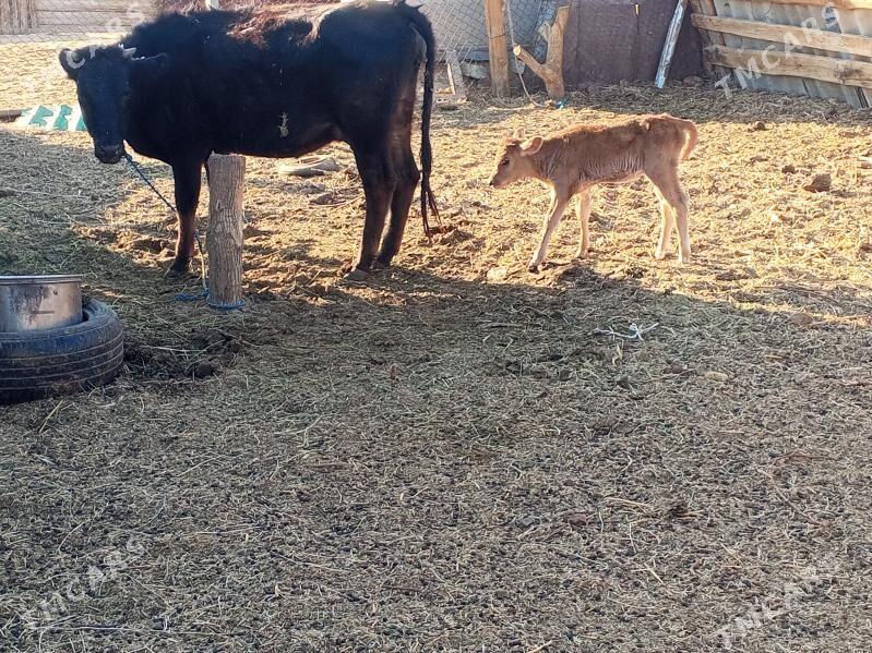 goleli sygyr - Änew - img 2