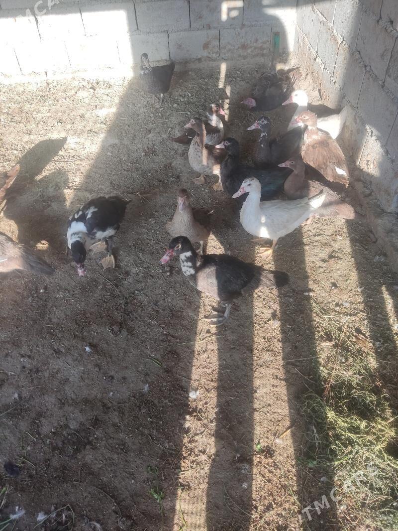 gaz - Gökdepe - img 1