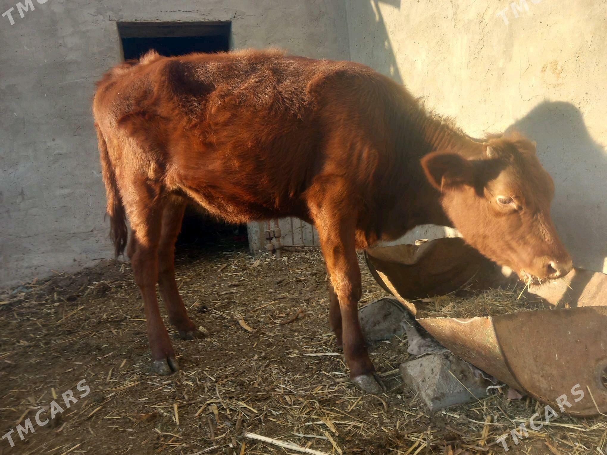 gulajyn.goleli sygyr. - Мары - img 1