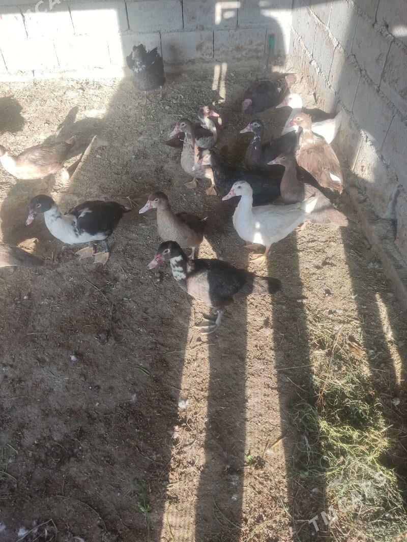 gaz - Gökdepe - img 2