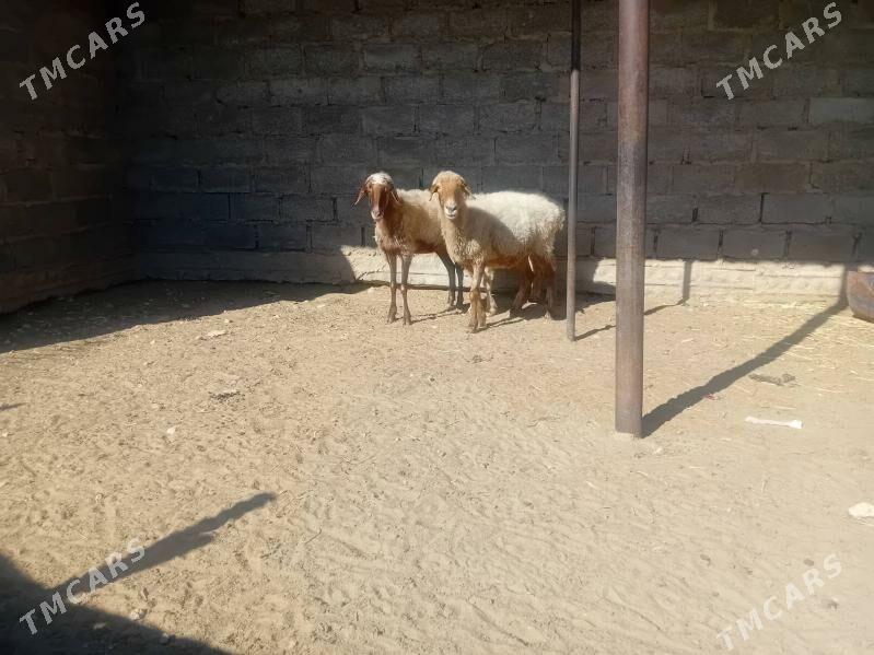 goyunlar - Эсенгулы - img 2