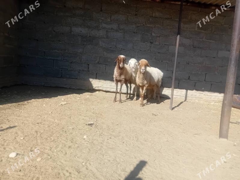 goyunlar - Эсенгулы - img 1