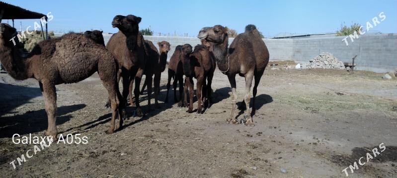 torumly duye - Гёкдепе - img 1