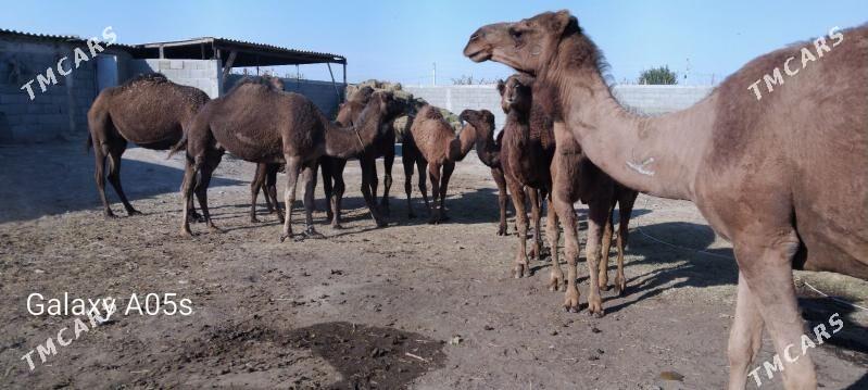 torumly duye - Гёкдепе - img 2