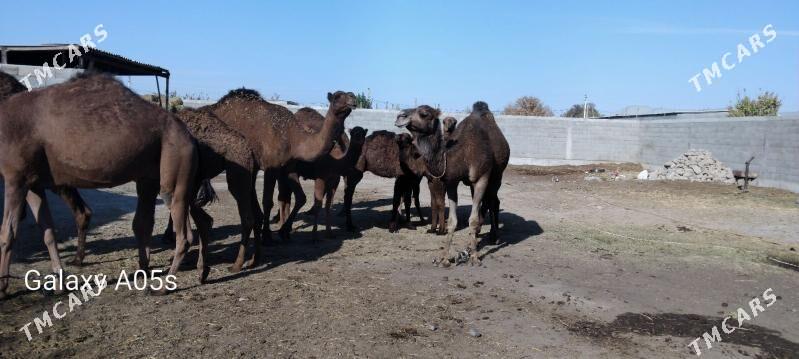 torumly duye - Гёкдепе - img 4