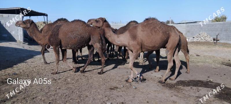 torumly duye - Гёкдепе - img 5