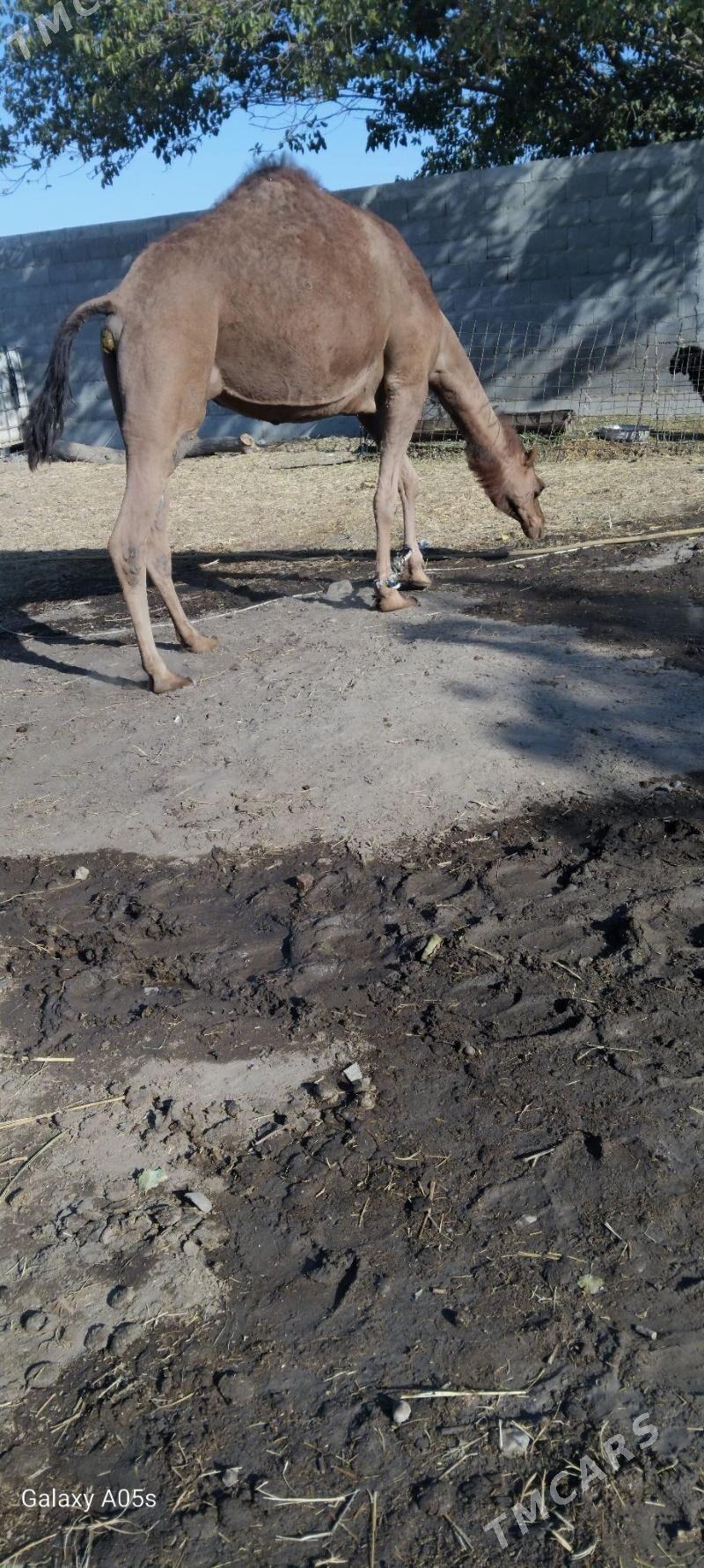 torumly duye - Гёкдепе - img 3