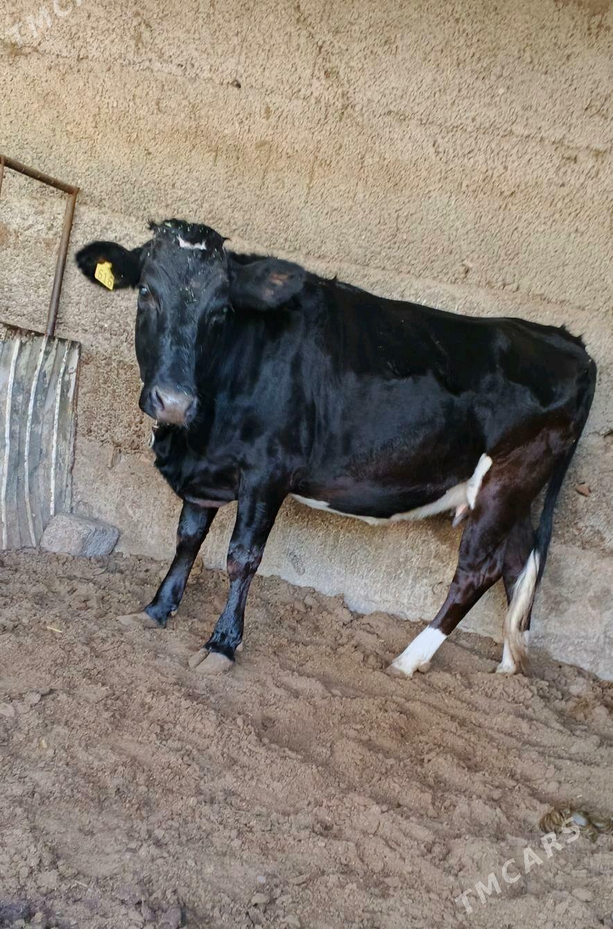 Çorni piyostur tuwe - Ашхабад - img 2