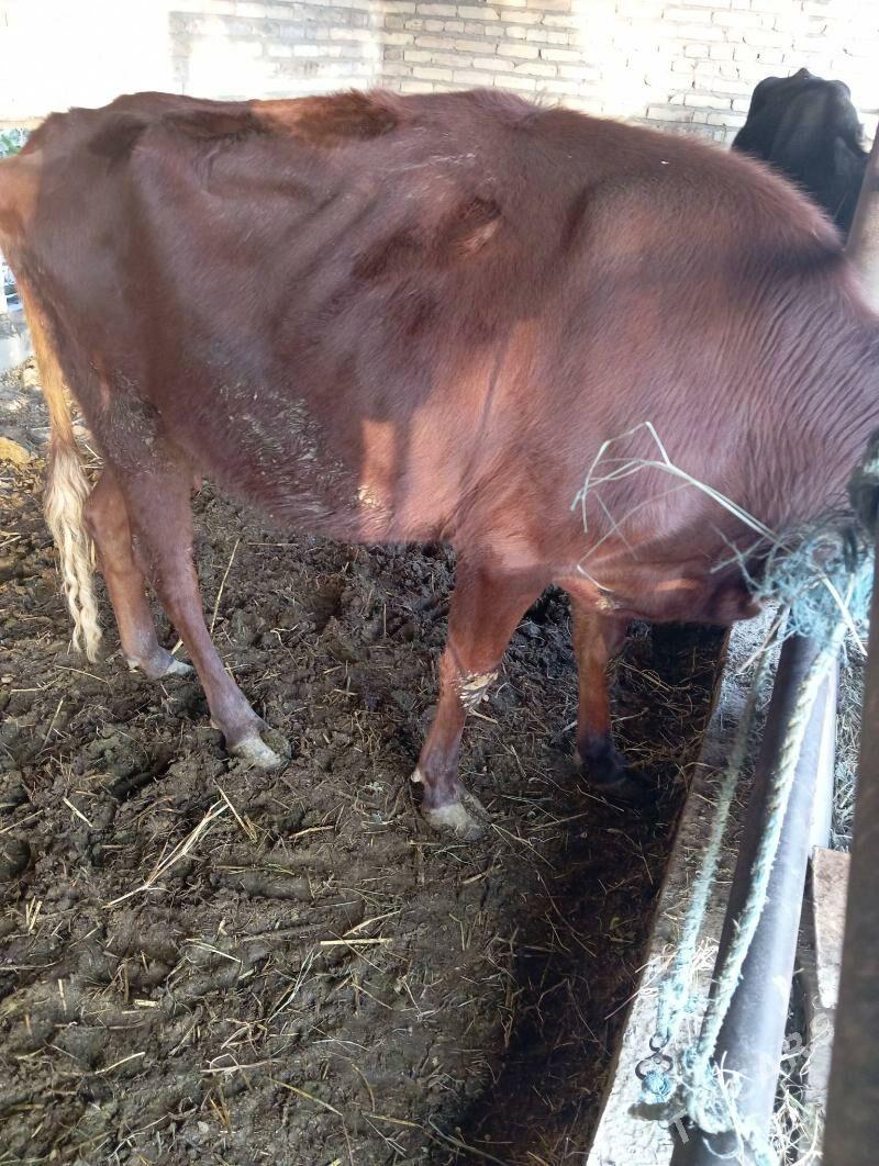 Saglyk sygyr - Çärjew - img 2