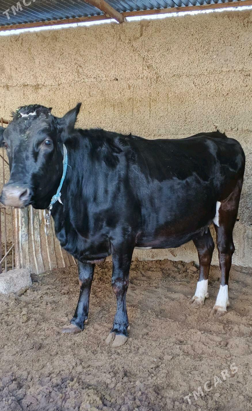 Çorni piyostur tuwe - Ашхабад - img 4