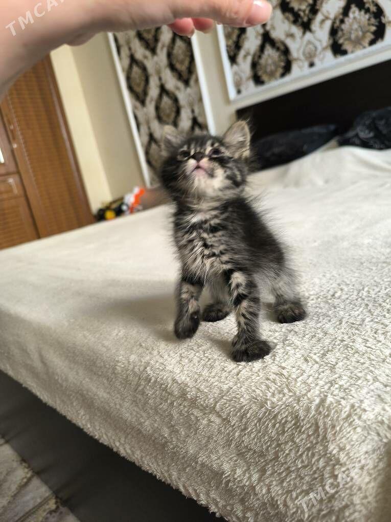 в добрые руки - Ашхабад - img 5