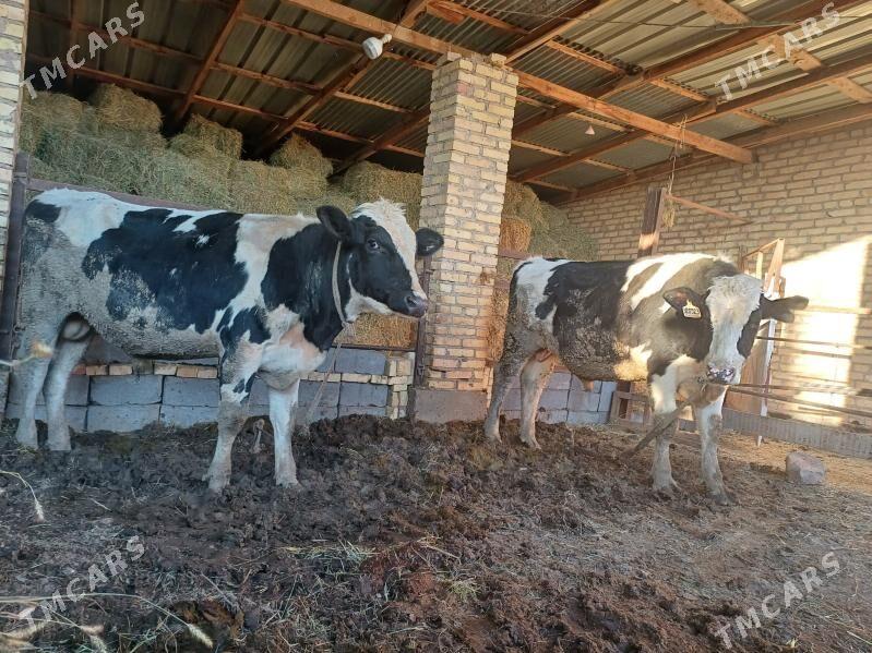 Galsteyin okuzler - Dänew - img 1